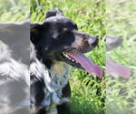Small #1 Labrador Retriever Mix