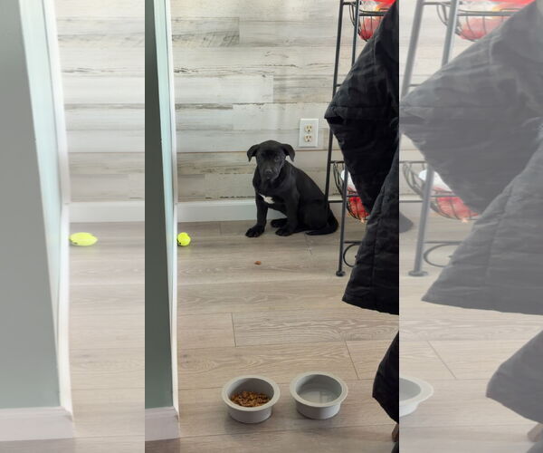 Medium Photo #7 German Shepherd Dog-Weimaraner Mix Puppy For Sale in Princeton, MN, USA