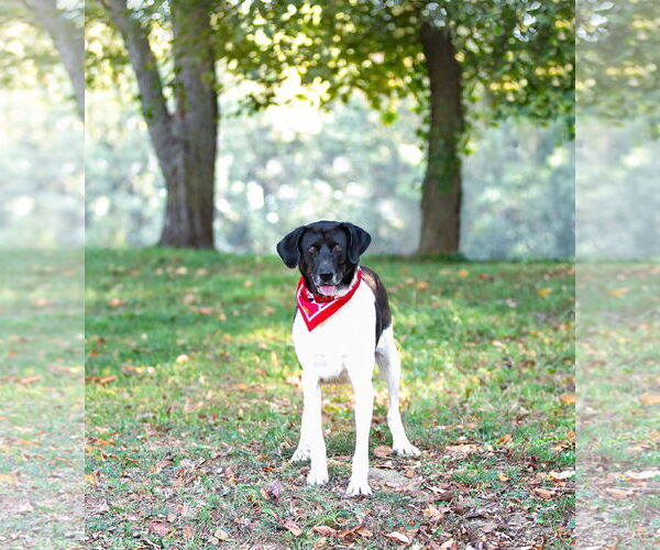 Medium Photo #5 Border Collie-Unknown Mix Puppy For Sale in Unionville, PA, USA