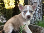 Puppy 5 Siberian Husky-Staffordshire Bull Terrier Mix