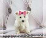 Puppy 3 West Highland White Terrier