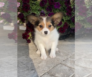 Papillon Puppy for sale in CANOGA, NY, USA