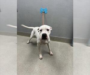Poodle (Standard)-Unknown Mix Dogs for adoption in Las Vegas, NV, USA