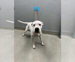 Small Poodle (Standard) Mix