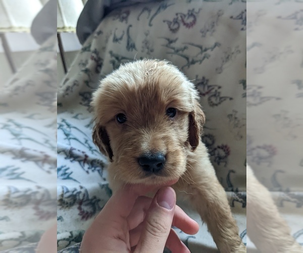 Medium Photo #2 Golden Retriever Puppy For Sale in GARRISON, KY, USA