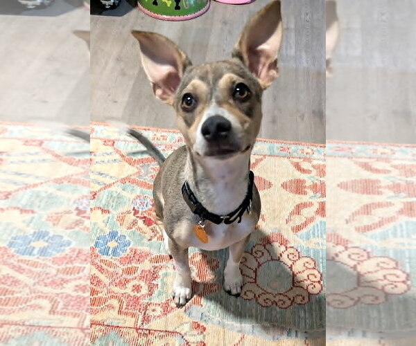 Medium Photo #3 Mutt Puppy For Sale in Arlington, VA, USA