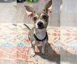 Small #2 Mutt