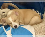 Small Photo #2 Border Collie-Unknown Mix Puppy For Sale in Royal Palm Beach, FL, USA