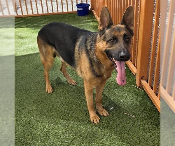 Medium Photo #2 German Shepherd Dog-Unknown Mix Puppy For Sale in Las Vegas, NV, USA