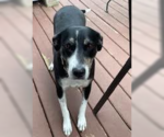 Small #9 Labrador Retriever Mix