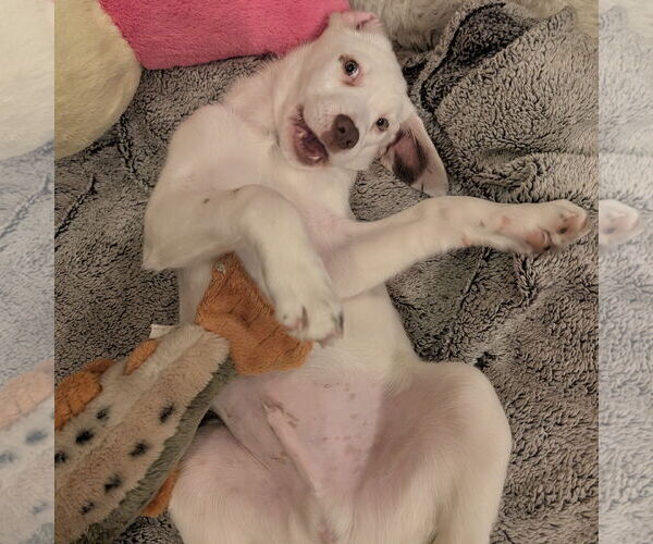 Medium Photo #7 Pointer-Unknown Mix Puppy For Sale in Fargo, ND, USA