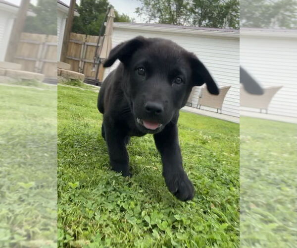 Medium Photo #2 Labrador Retriever-Unknown Mix Puppy For Sale in Aurora, IN, USA