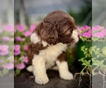 Puppy Saucy Aussiedoodle Miniature