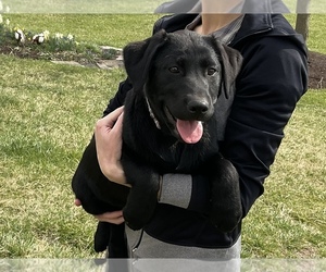 Labrador Retriever Puppy for sale in CLAYTON, DE, USA