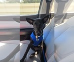 Marin - Male Basenji-Unknown Mix Dog for Adoption - Small photo
