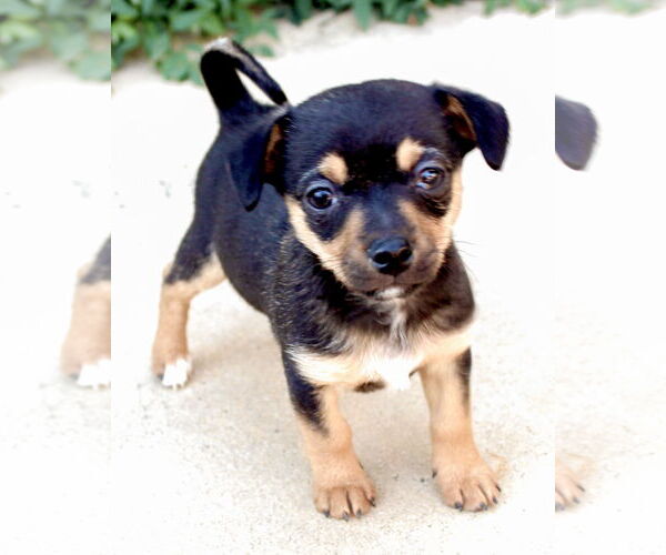 Medium Photo #4 Chihuahua-Unknown Mix Puppy For Sale in Corona, CA, USA