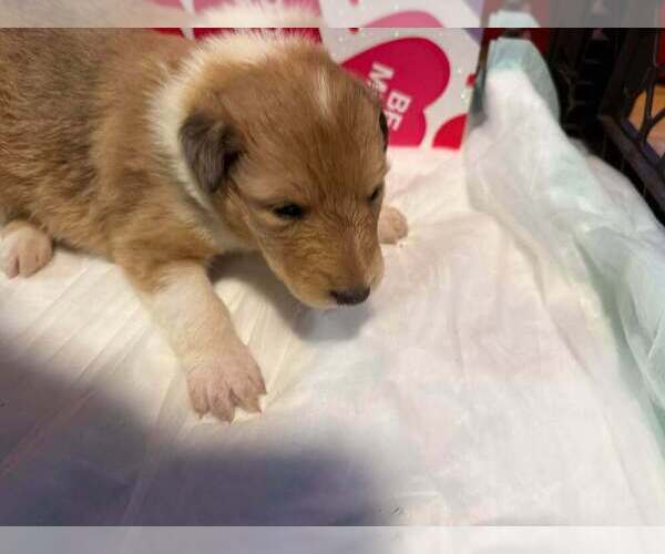 Medium Photo #10 Collie Puppy For Sale in HIGH POINT, NC, USA