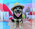 Small #1 German Shepherd Dog Mix