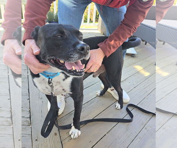Medium Photo #7 American Pit Bull Terrier-Unknown Mix Puppy For Sale in Rockaway, NJ, USA