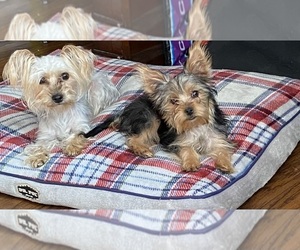 Mother of the Yorkshire Terrier puppies born on 06/10/2025