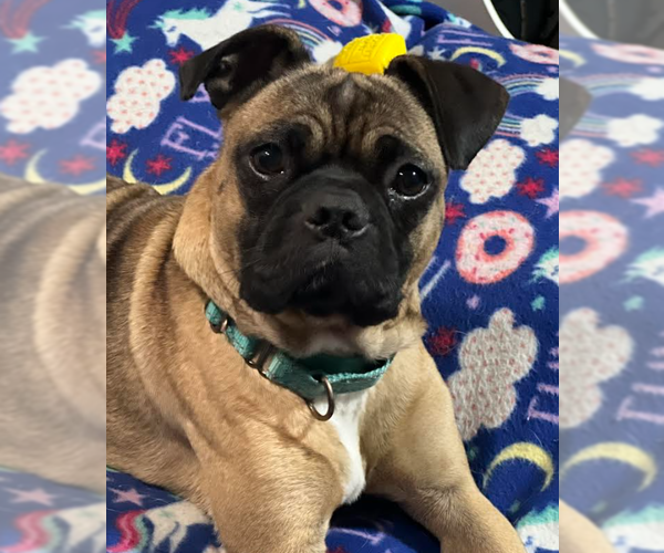 Medium Photo #10 Pug-Unknown Mix Puppy For Sale in Brooklyn Center, MN, USA