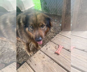 Chow Chow-Unknown Mix Dogs for adoption in Rutledge, TN, USA