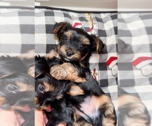 Yorkshire Terrier Puppy for Sale in WEST HARTFORD, Connecticut USA