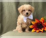 Small Photo #2 Morkie-Poodle (Miniature) Mix Puppy For Sale in LAKELAND, FL, USA