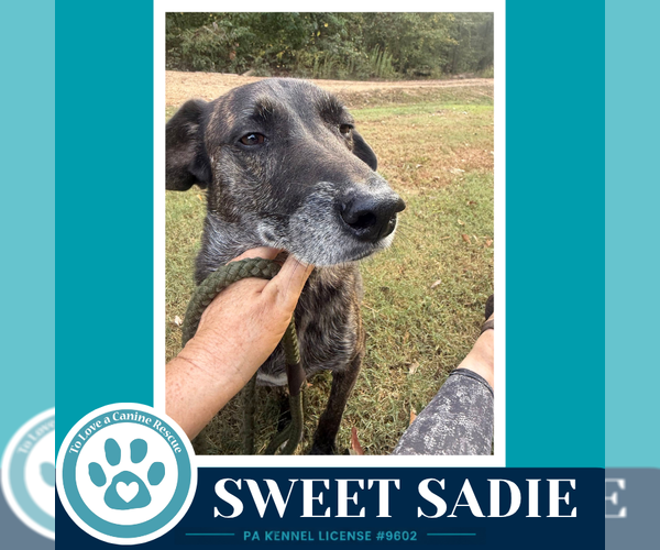Medium Photo #4 Beagle-Plott Hound Mix Puppy For Sale in Kimberton, PA, USA