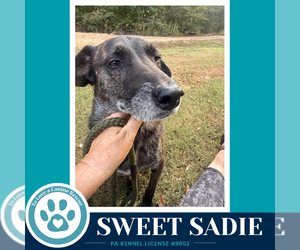 Sweet Sadie 101726 - Female Beagle-Plott Hound Mix Dog for Adoption - Photo #4