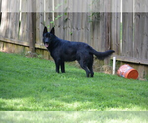 Father of the German Shepherd Dog puppies born on 05/14/2025