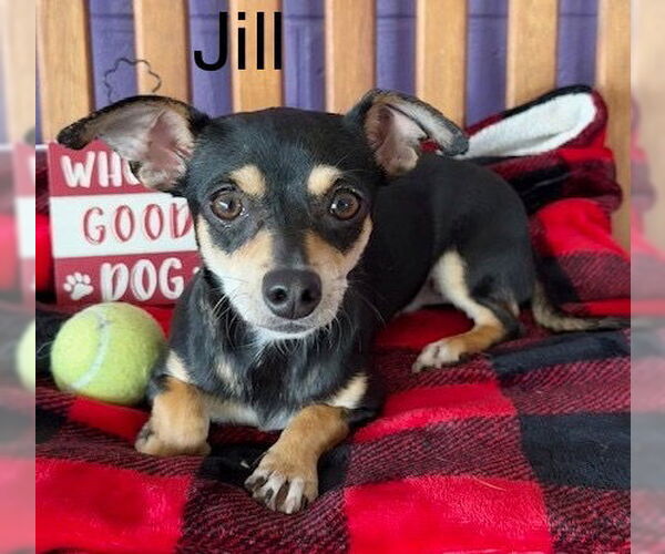 Medium Photo #4 Chiweenie Puppy For Sale in Genesee, WI, USA
