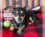 Small #3 Chiweenie