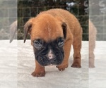 Small #5 Boxer