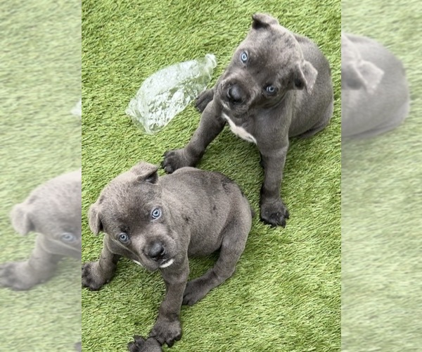 Medium Photo #8 Cane Corso Puppy For Sale in JOLIET, IL, USA