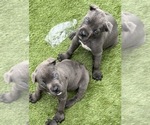 Small #7 Cane Corso