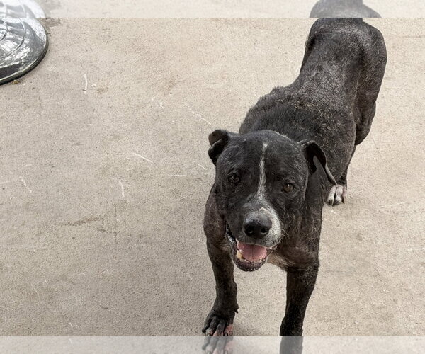 Medium Photo #1 American Pit Bull Terrier-Unknown Mix Puppy For Sale in San Diego, CA, USA