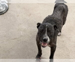 American Pit Bull Terrier-Unknown Mix Dogs for adoption in San Diego, CA, USA