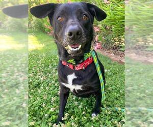 Borador Dogs for adoption in Sacramento, CA, USA