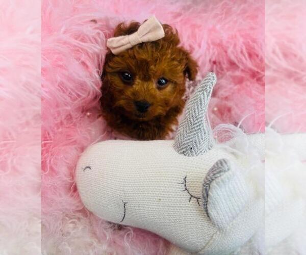 Medium Photo #35 Poodle (Toy) Puppy For Sale in PEMBROKE PINES, FL, USA