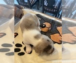 Small #11 Dachshund