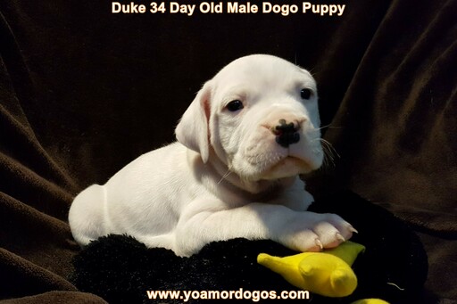 Medium Photo #95 Dogo Argentino Puppy For Sale in JANE, MO, USA