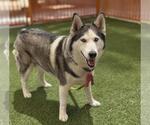 Small Siberian Husky Mix