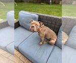 Small #1 American Pit Bull Terrier Mix