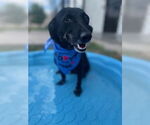 Small #1 Dachshund Mix