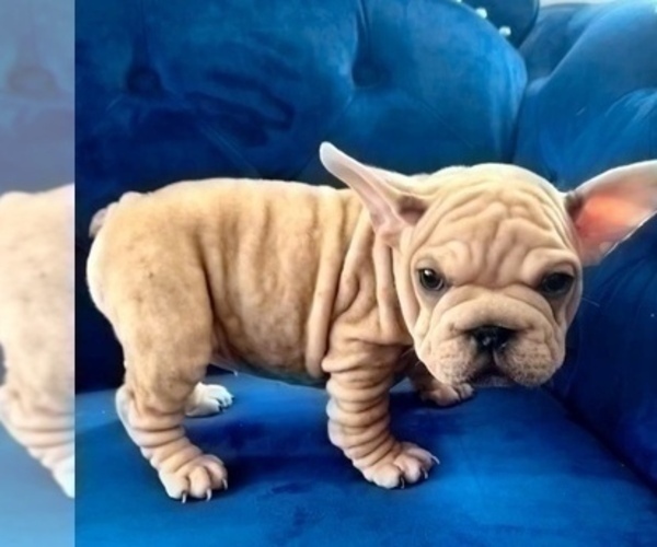 Medium Photo #2 French Bulldog Puppy For Sale in PHOENIX, AZ, USA