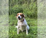 Small #1 Mutt