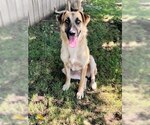 Small Anatolian Shepherd Mix