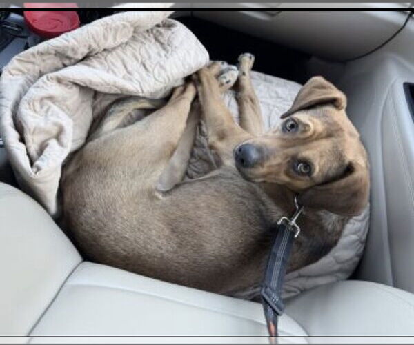 Medium Photo #6 Puggle Puppy For Sale in Mt. Laurel, NJ, USA