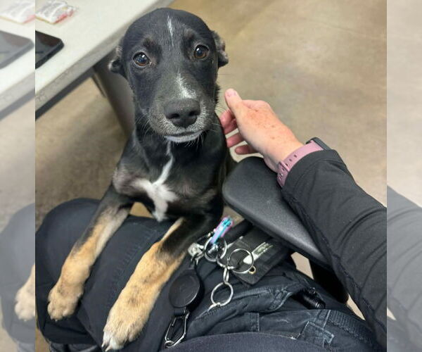 Medium Photo #3 Mutt Puppy For Sale in Canton, CT, USA